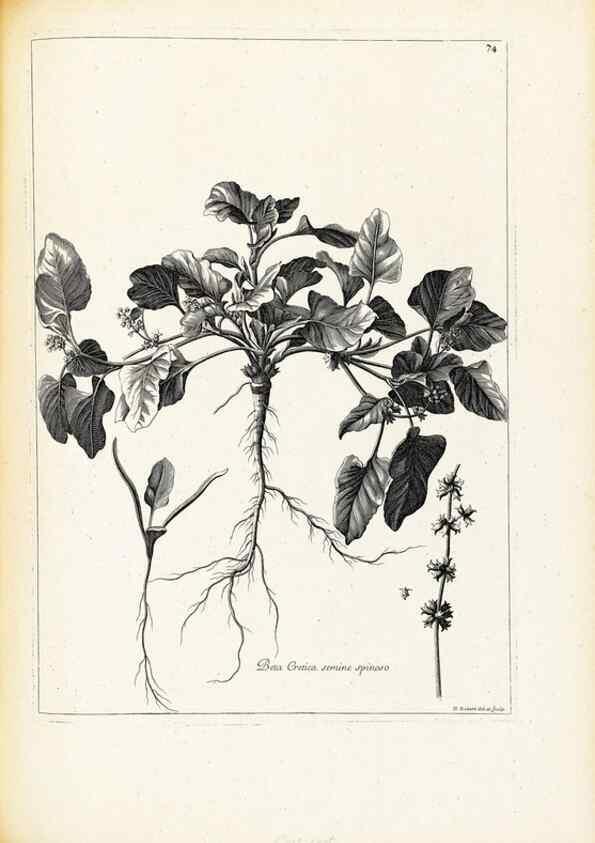 Reproducción/Reproduction 48583632846: [Recueil des plantes dessinées et gravées par ordre du roi Louis XIV].. Paris :Impr. royale,1786. 