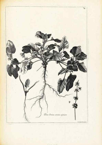 Reproducción/Reproduction 48583632846: [Recueil des plantes dessinées et gravées par ordre du roi Louis XIV].. Paris :Impr. royale,1786. 
