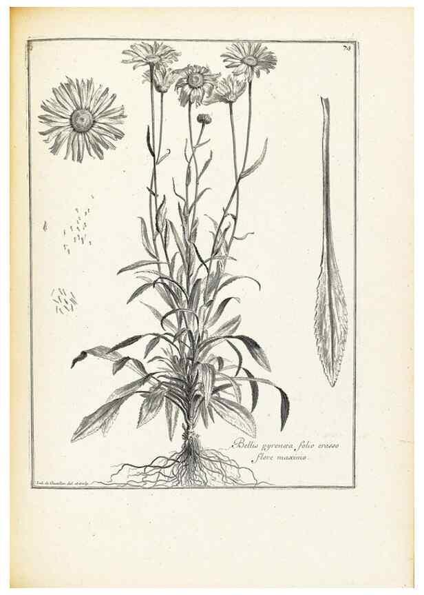 Reproducción/Reproduction 48583632486: [Recueil des plantes dessinées et gravées par ordre du roi Louis XIV].. Paris :Impr. royale,1786. 