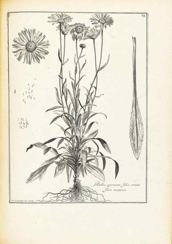 Reproducción/Reproduction 48583632486: [Recueil des plantes dessinées et gravées par ordre du roi Louis XIV].. Paris :Impr. royale,1786. 