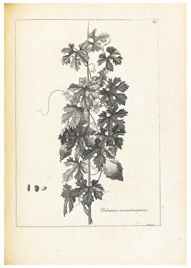 Reproducción/Reproduction 48583784222: [Recueil des plantes dessinées et gravées par ordre du roi Louis XIV].. Paris :Impr. royale,1786. 