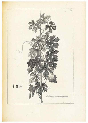 Reproducción/Reproduction 48583784222: [Recueil des plantes dessinées et gravées par ordre du roi Louis XIV].. Paris :Impr. royale,1786. 
