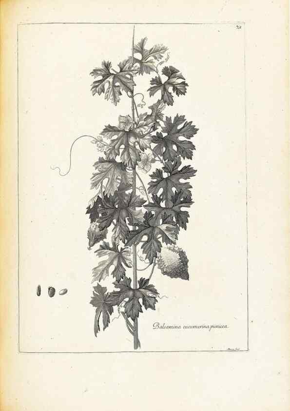 Reproducción/Reproduction 48583784222: [Recueil des plantes dessinées et gravées par ordre du roi Louis XIV].. Paris :Impr. royale,1786. 
