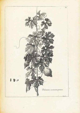 Reproducción/Reproduction 48583784222: [Recueil des plantes dessinées et gravées par ordre du roi Louis XIV].. Paris :Impr. royale,1786. 