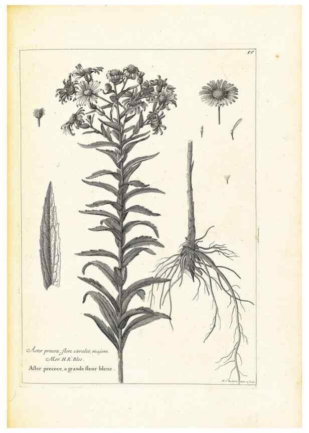 Reproducción/Reproduction 48583775767: [Recueil des plantes dessinées et gravées par ordre du roi Louis XIV].. Paris :Impr. royale,1786. 