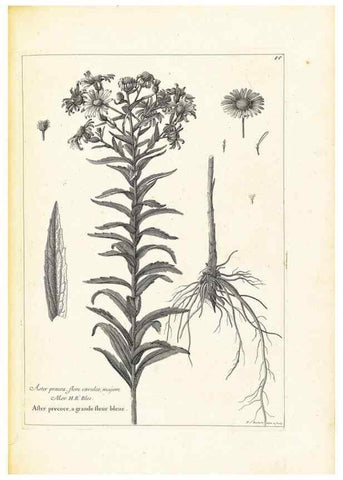 Reproducción/Reproduction 48583775767: [Recueil des plantes dessinées et gravées par ordre du roi Louis XIV].. Paris :Impr. royale,1786. 