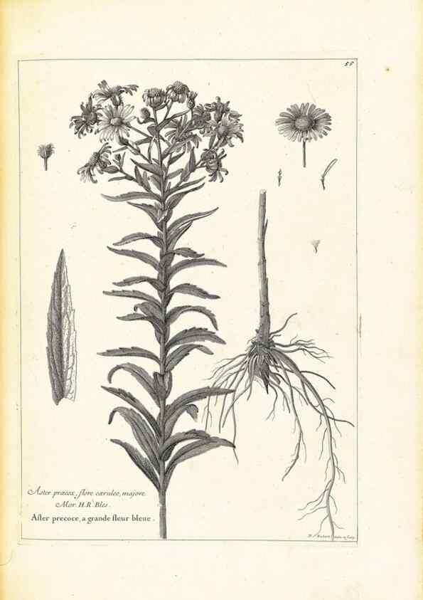 Reproducción/Reproduction 48583775767: [Recueil des plantes dessinées et gravées par ordre du roi Louis XIV].. Paris :Impr. royale,1786. 