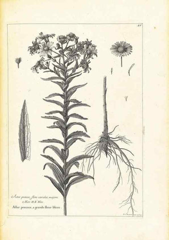 Reproducción/Reproduction 48583775767: [Recueil des plantes dessinées et gravées par ordre du roi Louis XIV].. Paris :Impr. royale,1786. 