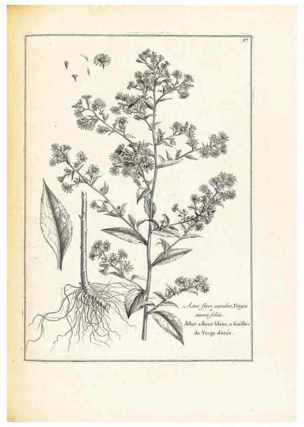 Reproducción/Reproduction 48583624586: [Recueil des plantes dessinées et gravées par ordre du roi Louis XIV].. Paris :Impr. royale,1786. 