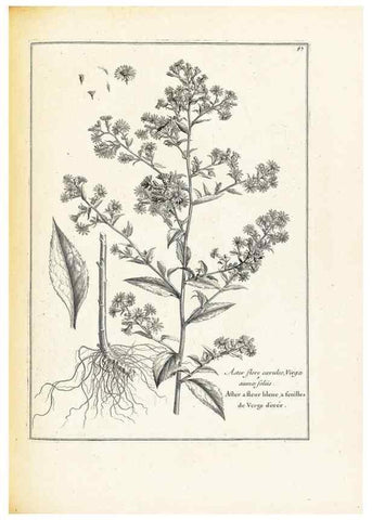 Reproducción/Reproduction 48583624586: [Recueil des plantes dessinées et gravées par ordre du roi Louis XIV].. Paris :Impr. royale,1786. 