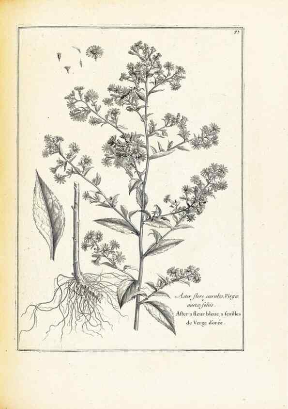 Reproducción/Reproduction 48583624586: [Recueil des plantes dessinées et gravées par ordre du roi Louis XIV].. Paris :Impr. royale,1786. 