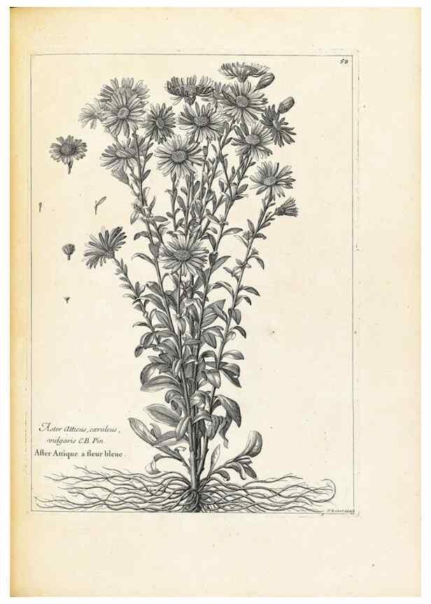 Reproducción/Reproduction 48583776557: [Recueil des plantes dessinées et gravées par ordre du roi Louis XIV].. Paris :Impr. royale,1786. 