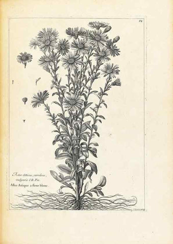 Reproducción/Reproduction 48583776557: [Recueil des plantes dessinées et gravées par ordre du roi Louis XIV].. Paris :Impr. royale,1786. 