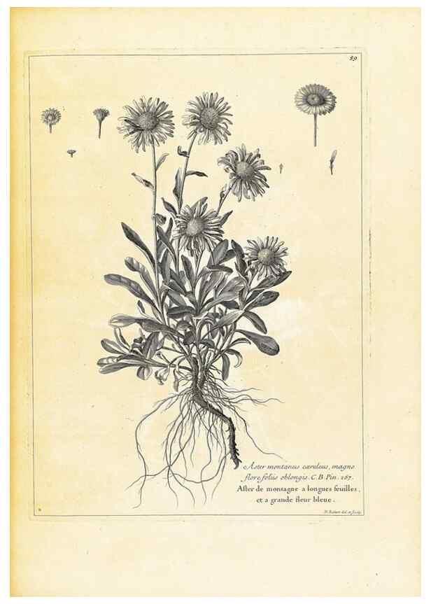 Reproducción/Reproduction 48583777312: [Recueil des plantes dessinées et gravées par ordre du roi Louis XIV].. Paris :Impr. royale,1786. 