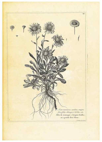 Reproducción/Reproduction 48583777312: [Recueil des plantes dessinées et gravées par ordre du roi Louis XIV].. Paris :Impr. royale,1786. 