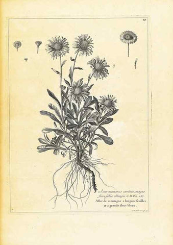 Reproducción/Reproduction 48583777312: [Recueil des plantes dessinées et gravées par ordre du roi Louis XIV].. Paris :Impr. royale,1786. 