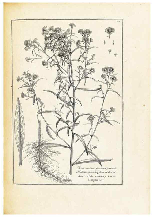 Reproducción/Reproduction 48583626136: [Recueil des plantes dessinées et gravées par ordre du roi Louis XIV].. Paris :Impr. royale,1786. 