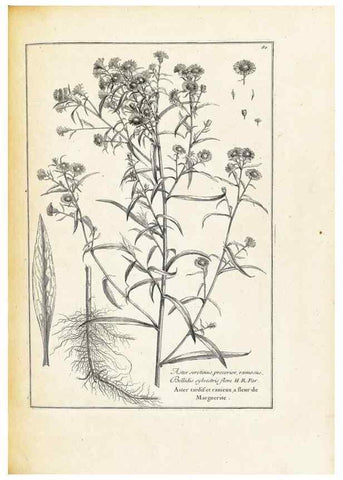 Reproducción/Reproduction 48583626136: [Recueil des plantes dessinées et gravées par ordre du roi Louis XIV].. Paris :Impr. royale,1786. 