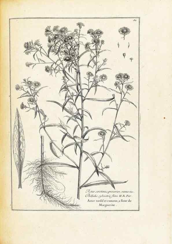 Reproducción/Reproduction 48583626136: [Recueil des plantes dessinées et gravées par ordre du roi Louis XIV].. Paris :Impr. royale,1786. 
