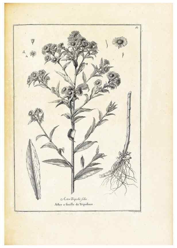 Reproducción/Reproduction 48583626681: [Recueil des plantes dessinées et gravées par ordre du roi Louis XIV].. Paris :Impr. royale,1786. 