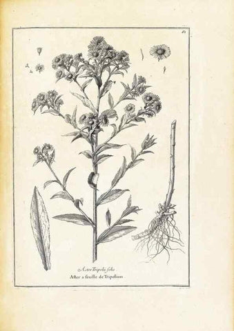 Reproducción/Reproduction 48583626681: [Recueil des plantes dessinées et gravées par ordre du roi Louis XIV].. Paris :Impr. royale,1786. 