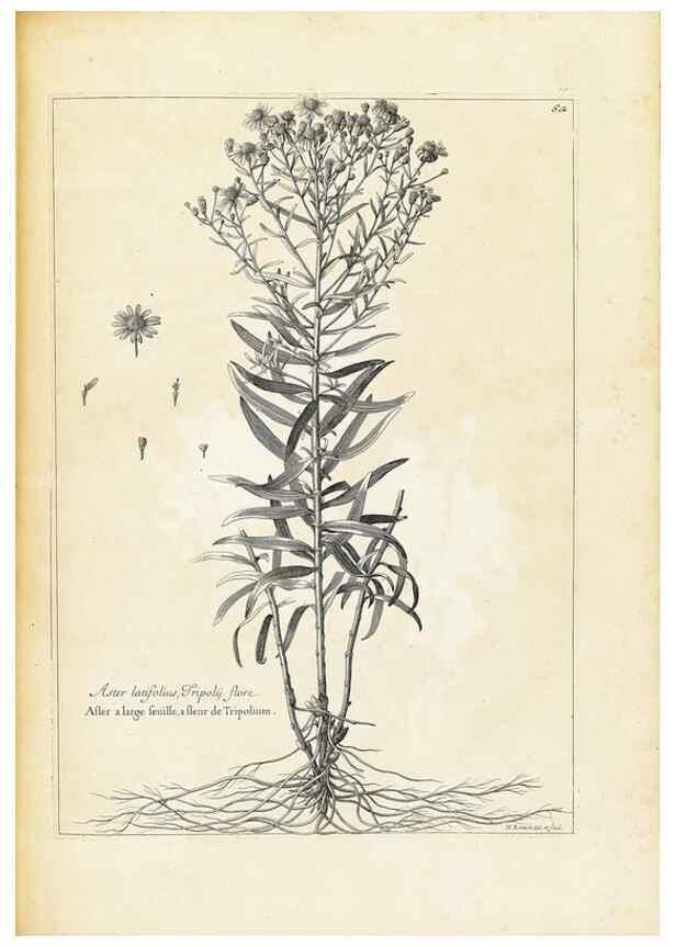 Reproducción/Reproduction 48583627401: [Recueil des plantes dessinées et gravées par ordre du roi Louis XIV].. Paris :Impr. royale,1786. 