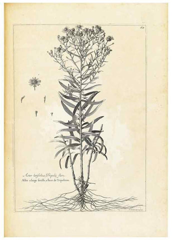 Reproducción/Reproduction 48583627401: [Recueil des plantes dessinées et gravées par ordre du roi Louis XIV].. Paris :Impr. royale,1786. 