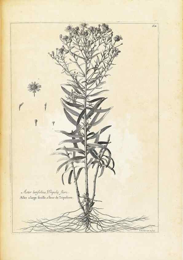 Reproducción/Reproduction 48583627401: [Recueil des plantes dessinées et gravées par ordre du roi Louis XIV].. Paris :Impr. royale,1786. 