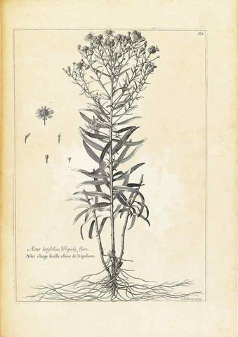Reproducción/Reproduction 48583627401: [Recueil des plantes dessinées et gravées par ordre du roi Louis XIV].. Paris :Impr. royale,1786. 