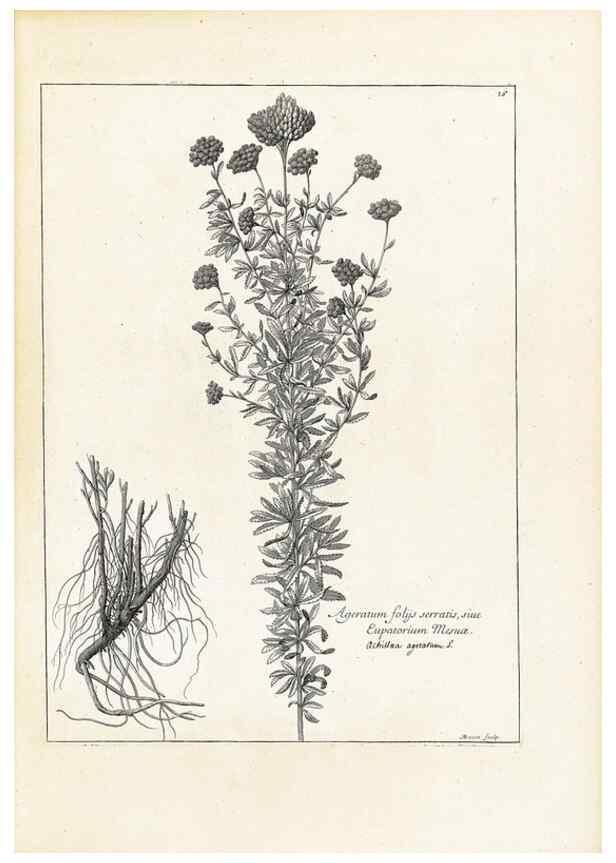 Reproducción/Reproduction 48583603526: [Recueil des plantes dessinées et gravées par ordre du roi Louis XIV].. Paris :Impr. royale,1786. 