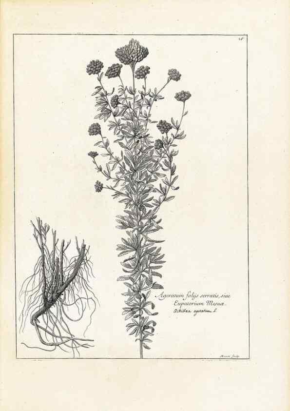 Reproducción/Reproduction 48583603526: [Recueil des plantes dessinées et gravées par ordre du roi Louis XIV].. Paris :Impr. royale,1786. 