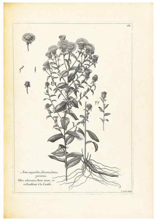Reproducción/Reproduction 48583627841: [Recueil des plantes dessinées et gravées par ordre du roi Louis XIV].. Paris :Impr. royale,1786. 