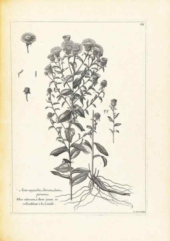 Reproducción/Reproduction 48583627841: [Recueil des plantes dessinées et gravées par ordre du roi Louis XIV].. Paris :Impr. royale,1786. 
