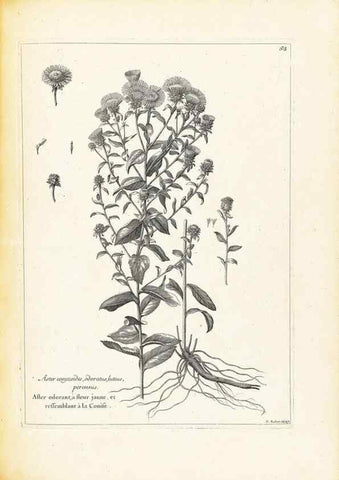 Reproducción/Reproduction 48583627841: [Recueil des plantes dessinées et gravées par ordre du roi Louis XIV].. Paris :Impr. royale,1786. 
