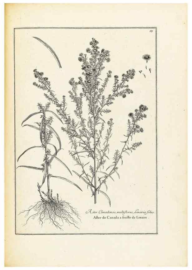 Reproducción/Reproduction 48583780807: [Recueil des plantes dessinées et gravées par ordre du roi Louis XIV].. Paris :Impr. royale,1786. 