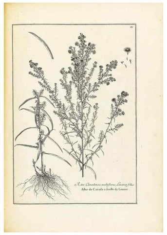 Reproducción/Reproduction 48583780807: [Recueil des plantes dessinées et gravées par ordre du roi Louis XIV].. Paris :Impr. royale,1786. 