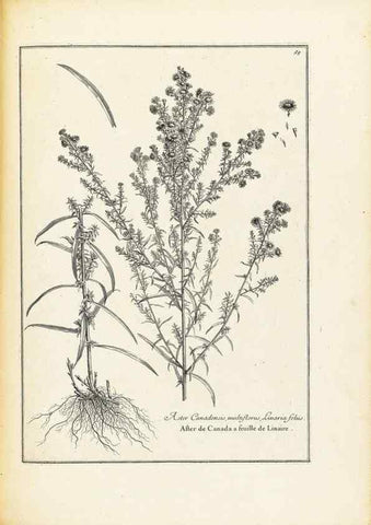 Reproducción/Reproduction 48583780807: [Recueil des plantes dessinées et gravées par ordre du roi Louis XIV].. Paris :Impr. royale,1786. 