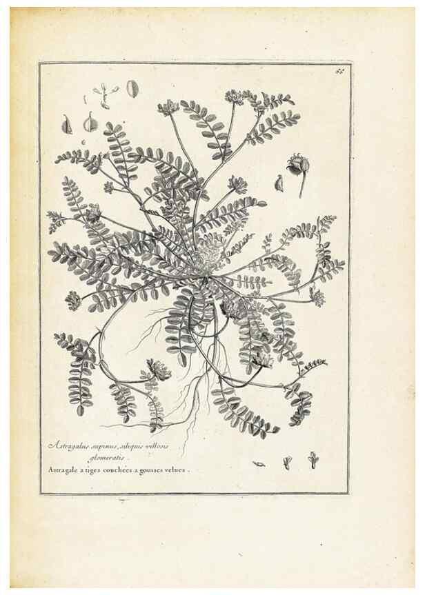 Reproducción/Reproduction 48583781347: [Recueil des plantes dessinées et gravées par ordre du roi Louis XIV].. Paris :Impr. royale,1786. 