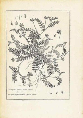 Reproducción/Reproduction 48583781347: [Recueil des plantes dessinées et gravées par ordre du roi Louis XIV].. Paris :Impr. royale,1786. 