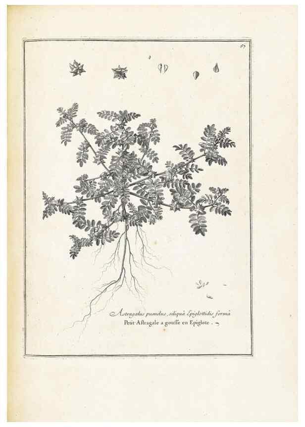 Reproducción/Reproduction 48583781832: [Recueil des plantes dessinées et gravées par ordre du roi Louis XIV].. Paris :Impr. royale,1786. 