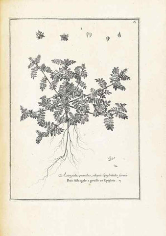 Reproducción/Reproduction 48583781832: [Recueil des plantes dessinées et gravées par ordre du roi Louis XIV].. Paris :Impr. royale,1786. 
