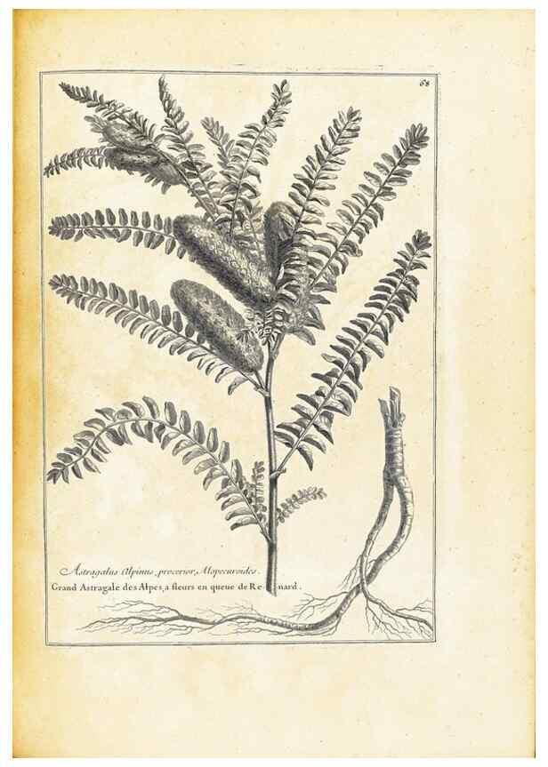 Reproducción/Reproduction 48583782367: [Recueil des plantes dessinées et gravées par ordre du roi Louis XIV].. Paris :Impr. royale,1786. 