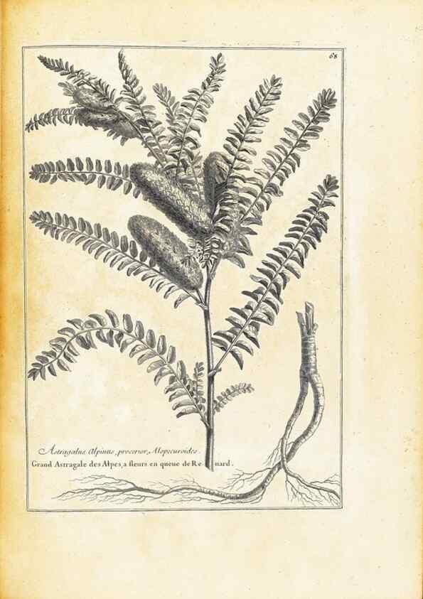 Reproducción/Reproduction 48583782367: [Recueil des plantes dessinées et gravées par ordre du roi Louis XIV].. Paris :Impr. royale,1786. 