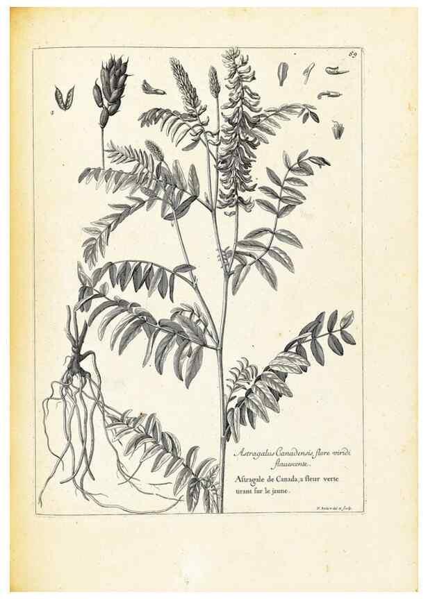 Reproducción/Reproduction 48583630886: [Recueil des plantes dessinées et gravées par ordre du roi Louis XIV].. Paris :Impr. royale,1786. 