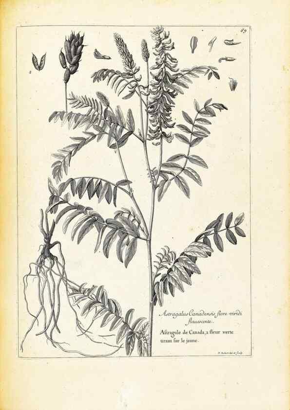 Reproducción/Reproduction 48583630886: [Recueil des plantes dessinées et gravées par ordre du roi Louis XIV].. Paris :Impr. royale,1786. 