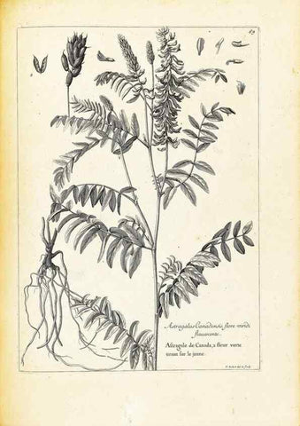 Reproducción/Reproduction 48583630886: [Recueil des plantes dessinées et gravées par ordre du roi Louis XIV].. Paris :Impr. royale,1786. 