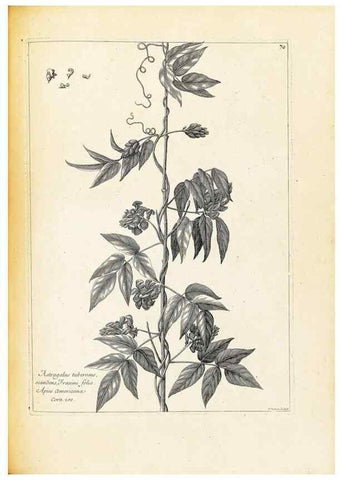Reproducción/Reproduction 48583783232: [Recueil des plantes dessinées et gravées par ordre du roi Louis XIV].. Paris :Impr. royale,1786. 