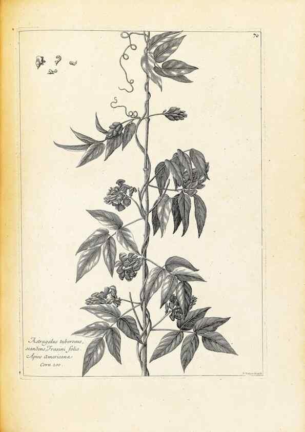 Reproducción/Reproduction 48583783232: [Recueil des plantes dessinées et gravées par ordre du roi Louis XIV].. Paris :Impr. royale,1786. 