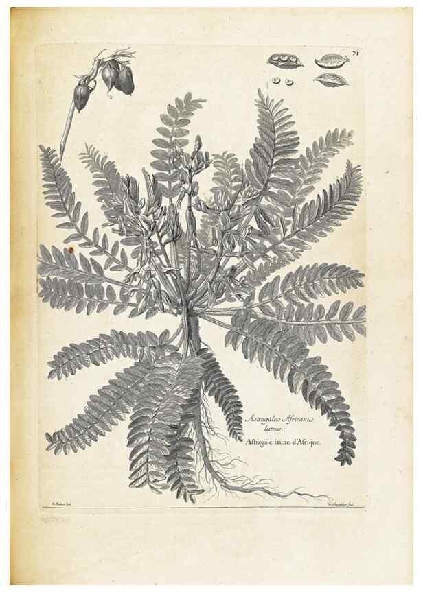 Reproducción/Reproduction 48583631791: [Recueil des plantes dessinées et gravées par ordre du roi Louis XIV].. Paris :Impr. royale,1786. 