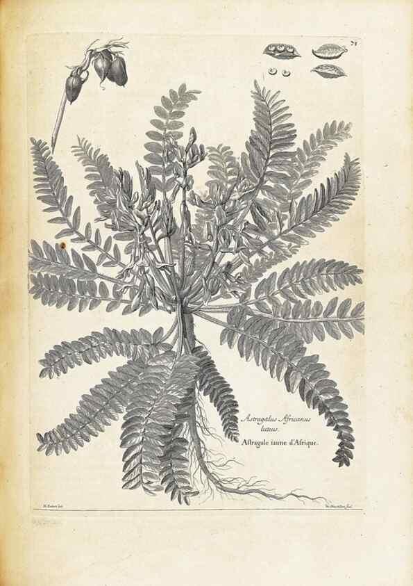 Reproducción/Reproduction 48583631791: [Recueil des plantes dessinées et gravées par ordre du roi Louis XIV].. Paris :Impr. royale,1786. 